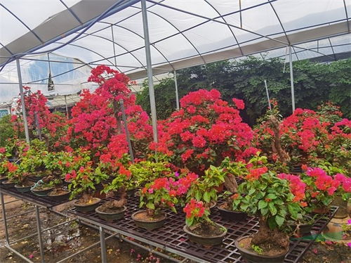 福建花卉苗木最佳网络人气奖评选圆满落幕