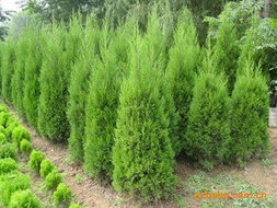 张家港市凯辰纱业绿化苗木产品列表