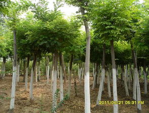 国槐 山东惠民万盛景观苗木的生态瑰宝与市场机遇