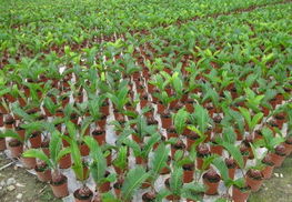 铁树苗木全攻略 供应、品种、价格与选购指南