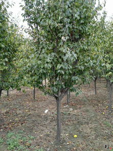 精品苗木推荐与公司风采展示——走进泰安市岱岳区黄前镇永诚果品购销站