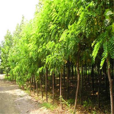 优质刺槐、香花槐与龙爪槐树苗 基地直销，规格齐全，助力绿化建设
