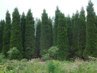 桧柏苗木批发渠道全攻略 从产地到市场，一篇讲清