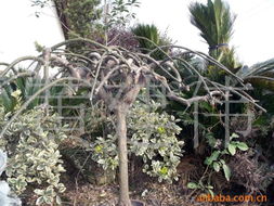 黄建伟绿化苗木产品列表 精选优质苗木，打造绿色生态家园